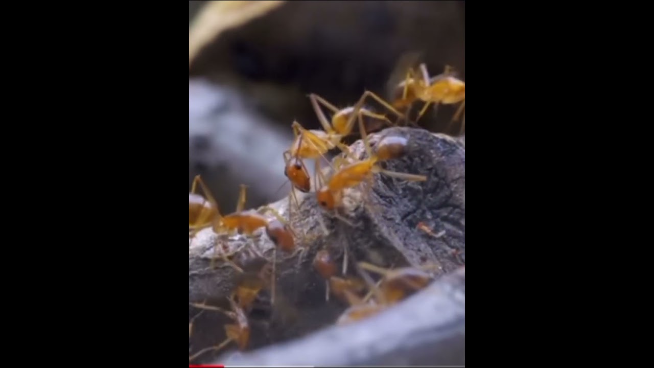 حياة النمل في القرآن، سبحان الله